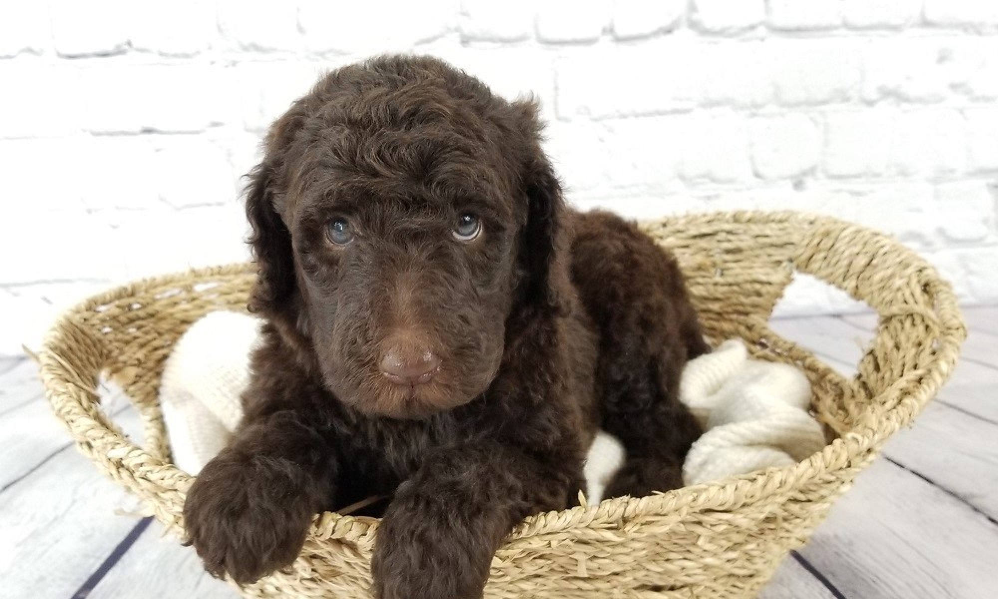 A chocolate Standard Poodle puppy sitting in a basket at Poodles of Piedmont