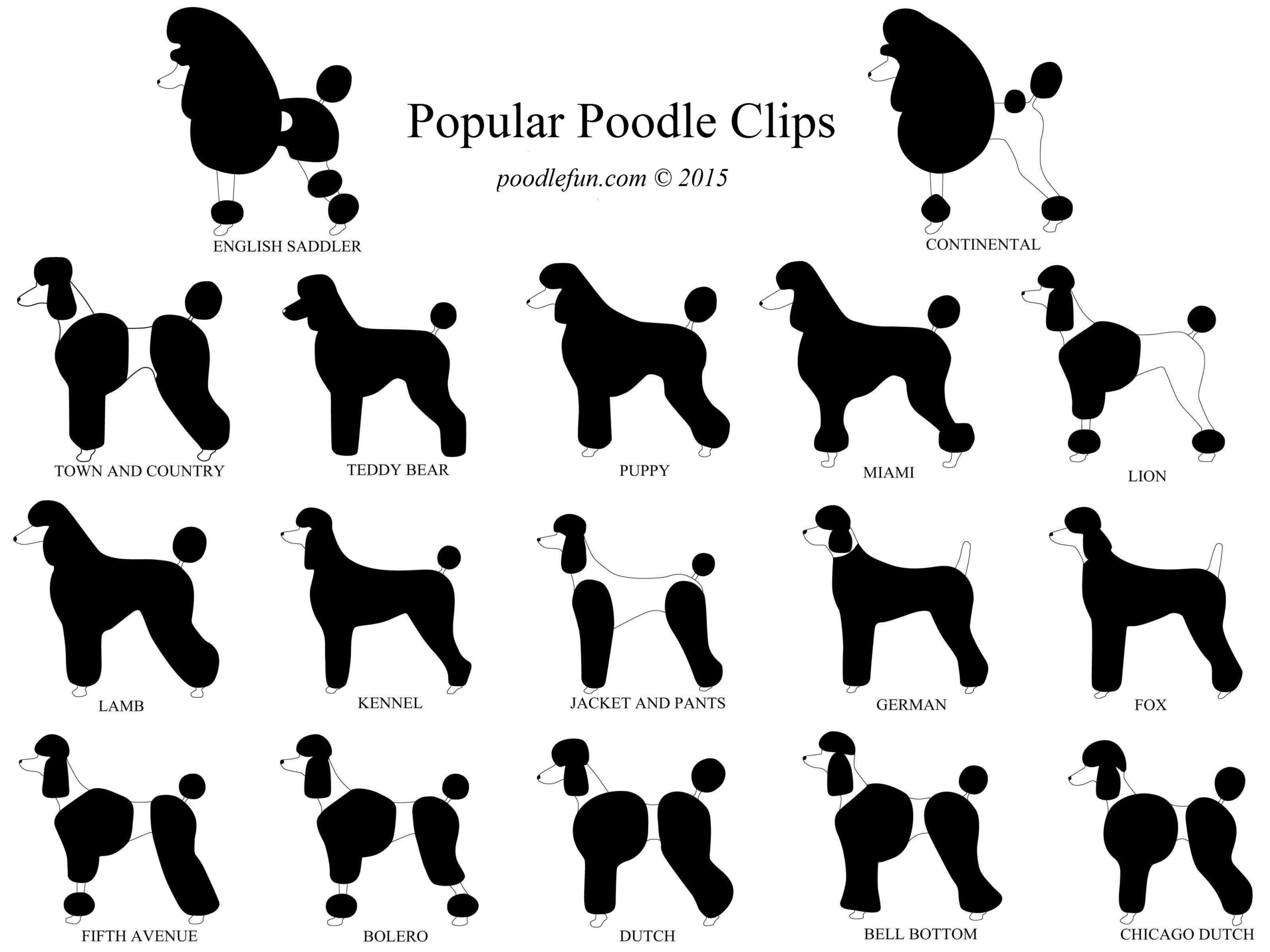 4. Standard Poodle Haircuts: From Puppy Cut to Continental Clip - wide 4