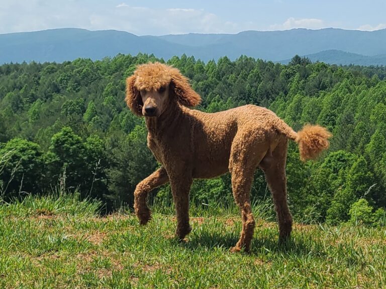 Samson, the sire of this litter