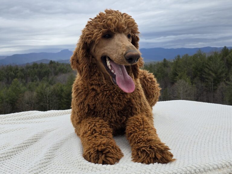 Tori, the dam of this litter