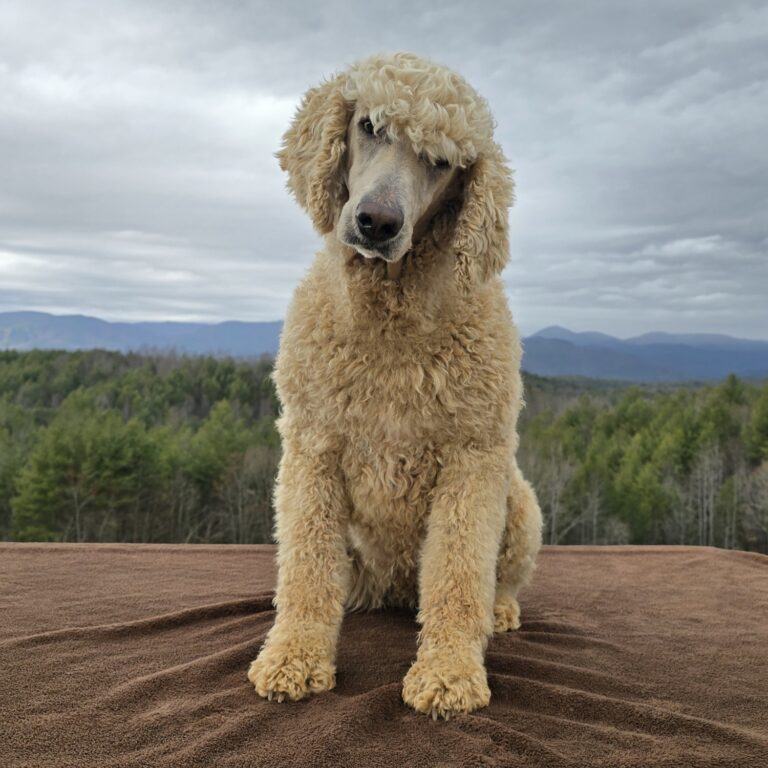 Dusty, the dam of this litter
