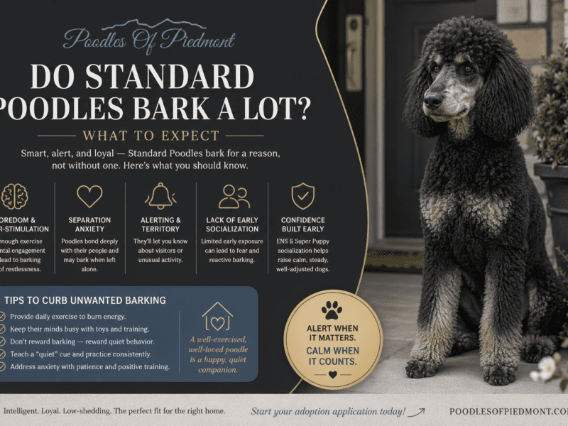 Standard Poodle sitting calmly and alert in a family living room