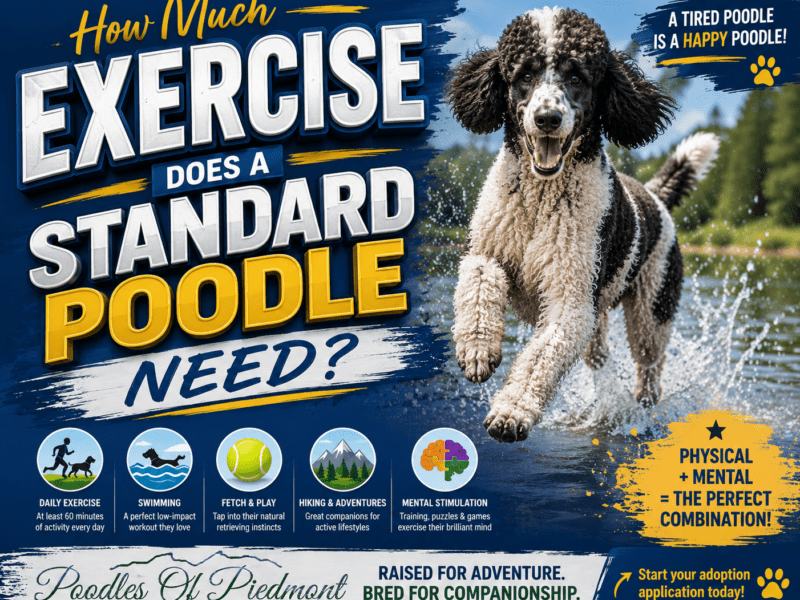 Standard Poodle running outdoors during daily exercise