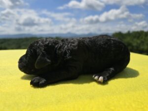 Red Collar - Girl — black female standard poodle puppy at Poodles of Piedmont in Morganton, NC