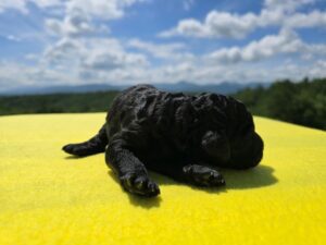 Blue Collar - Boy — black male standard poodle puppy at Poodles of Piedmont in Morganton, NC