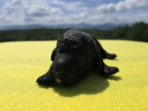 Black Collar - Girl — black female standard poodle puppy at Poodles of Piedmont in Morganton, NC