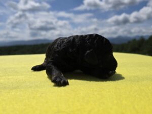 Orange Collar Girl — black female standard poodle puppy at Poodles of Piedmont in Morganton, NC