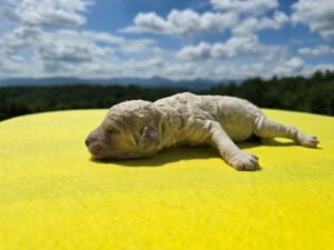 Yellow Collar - Girl — cream female standard poodle puppy at Poodles of Piedmont in Morganton, NC