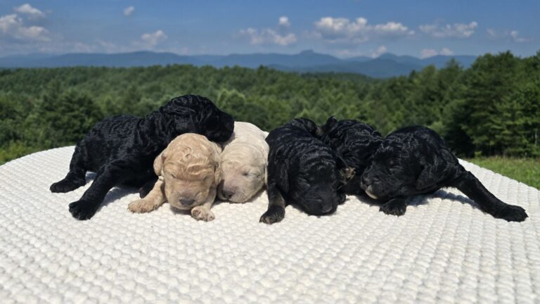 Six newborn Standard Poodle puppies, four black and two cream, on a white blanket with the Blue Ridge mountains behind them in Morganton, North Carolina