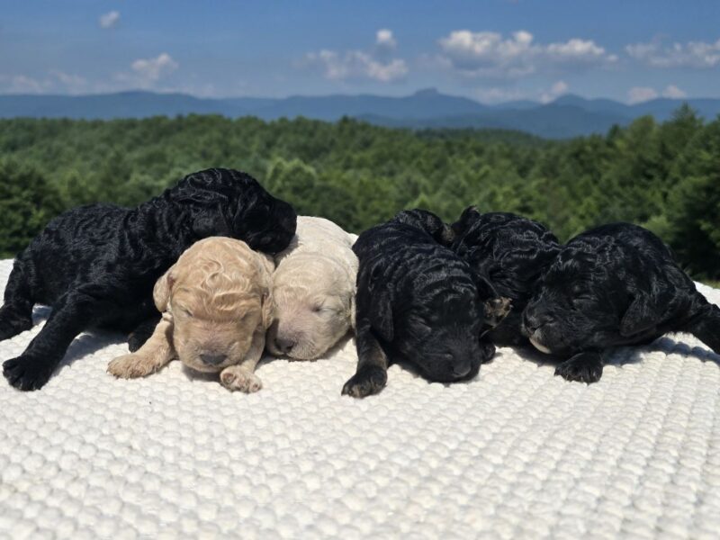Six newborn Standard Poodle puppies, four black and two cream, on a white blanket with the Blue Ridge mountains behind them in Morganton, North Carolina