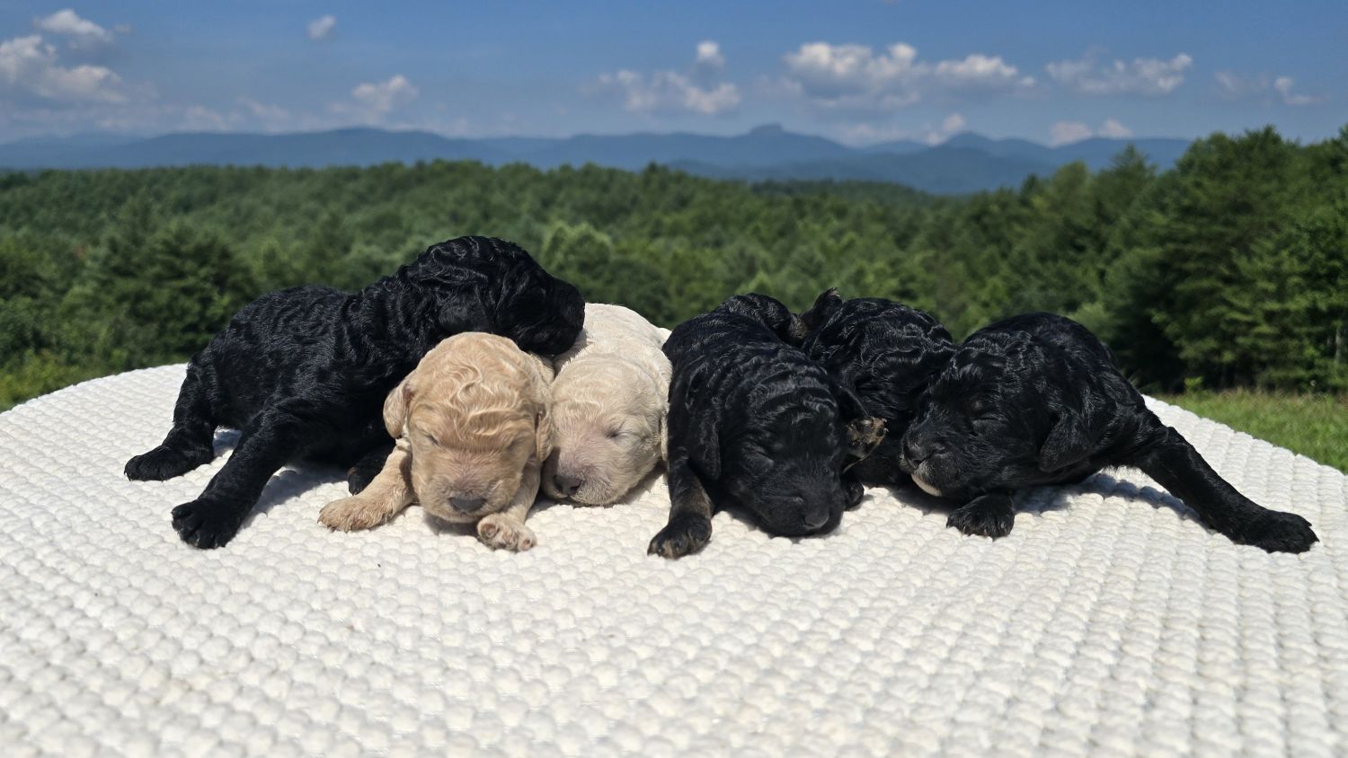 Six newborn Standard Poodle puppies, four black and two cream, on a white blanket with the Blue Ridge mountains behind them in Morganton, North Carolina