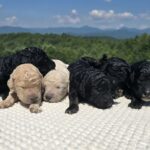 Korie & Willie Standard Poodle litter at Poodles of Piedmont