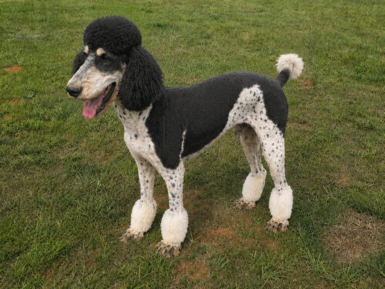 Willie, the sire of this litter
