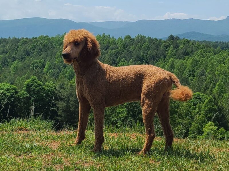 Samson, an adult red Standard Poodle, standing in profile showing the deep chest typical of the breed