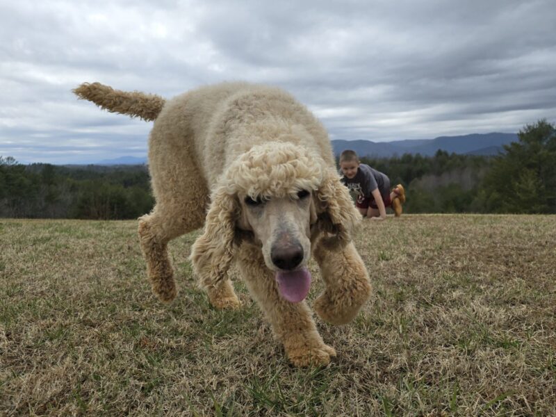 Dusty, a young cream Standard Poodle, bounding across a field toward the camera
