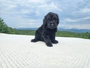 Hank — black male standard poodle puppy at Poodles of Piedmont in Morganton, NC