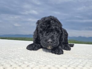 Black Collar - Girl — black female standard poodle puppy at Poodles of Piedmont in Morganton, NC