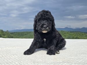 Black Standard Poodle puppy sitting on a white blanket with the Blue Ridge mountains behind, Morganton NC