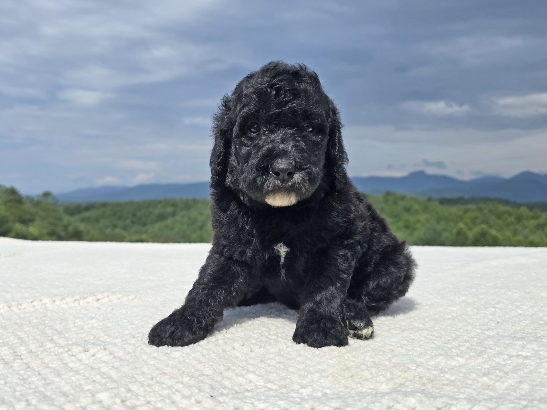 Black Standard Poodle puppy sitting on a white blanket with the Blue Ridge mountains behind, Morganton NC