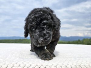 Orange Collar Girl — black female standard poodle puppy at Poodles of Piedmont in Morganton, NC