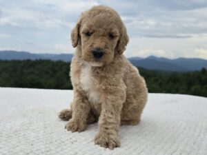 Pink Collar - Girl — cream female standard poodle puppy at Poodles of Piedmont in Morganton, NC