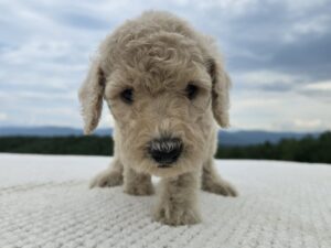 Close-up of a cream Standard Poodle puppy showing the soft curly puppy coat
