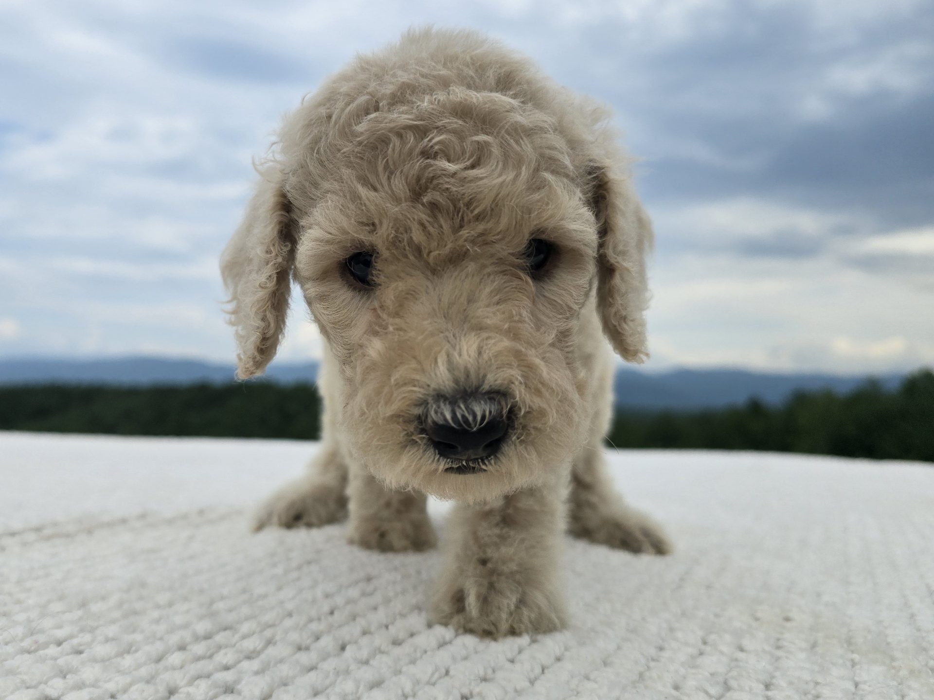 Close-up of a cream Standard Poodle puppy showing the soft curly puppy coat