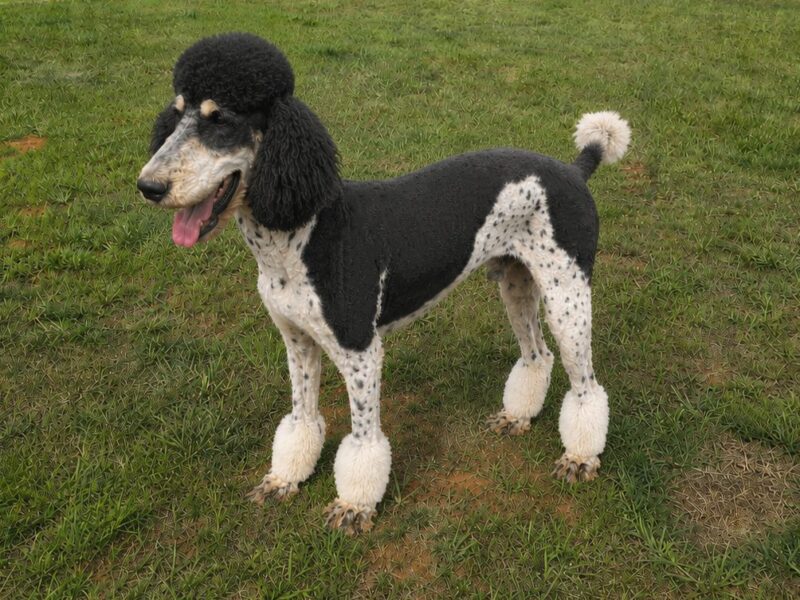 Willie, a black and white parti Standard Poodle, standing on the lawn at Poodles of Piedmont