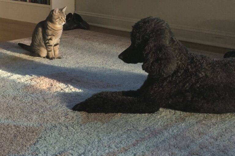 Black Standard Poodle lying calmly on a rug while a tabby cat sits nearby in the same room