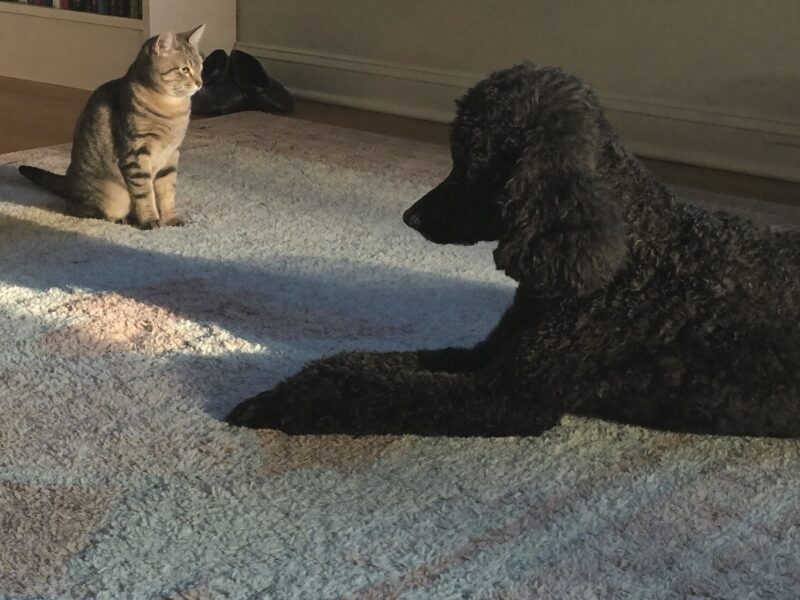 Black Standard Poodle lying calmly on a rug while a tabby cat sits nearby in the same room