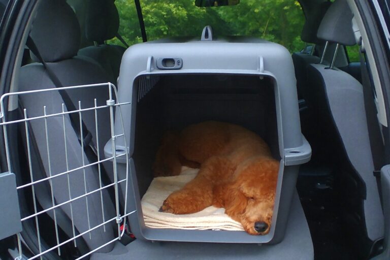 Standard Poodle puppy asleep on a towel inside a large travel crate on the back seat of a car