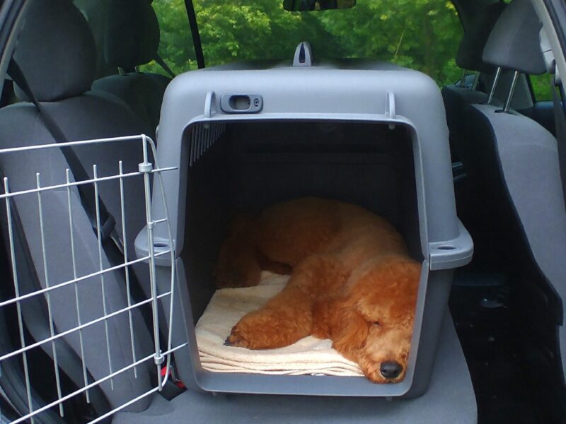 Standard Poodle puppy asleep on a towel inside a large travel crate on the back seat of a car