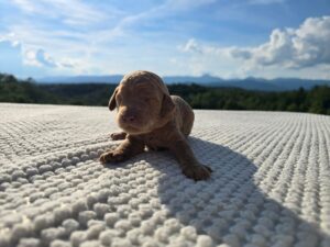 Pink Collar — apricot female standard poodle puppy at Poodles of Piedmont in Morganton, NC