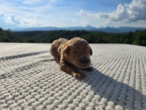 Black Collar — apricot male standard poodle puppy at Poodles of Piedmont in Morganton, NC