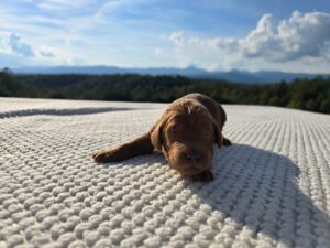 Grey Collar — red male standard poodle puppy at Poodles of Piedmont in Morganton, NC