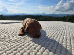 White Collar — red female standard poodle puppy at Poodles of Piedmont in Morganton, NC