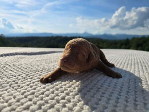 Orange Collar — red female standard poodle puppy at Poodles of Piedmont in Morganton, NC