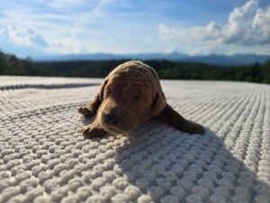 Purple Collar — apricot male standard poodle puppy at Poodles of Piedmont in Morganton, NC