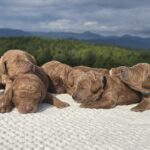 Tori & Samson Standard Poodle litter at Poodles of Piedmont