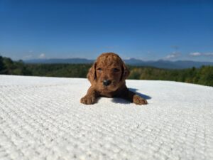 Grey Collar — red male standard poodle puppy at Poodles of Piedmont in Morganton, NC