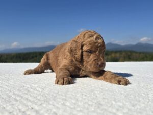 Orange Collar — red female standard poodle puppy at Poodles of Piedmont in Morganton, NC