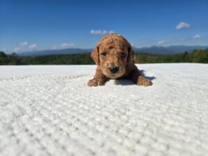 Purple Collar — apricot male standard poodle puppy at Poodles of Piedmont in Morganton, NC