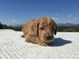 Blue Collar — apricot male standard poodle puppy at Poodles of Piedmont in Morganton, NC