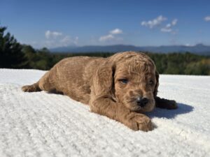Black Collar — apricot male standard poodle puppy at Poodles of Piedmont in Morganton, NC