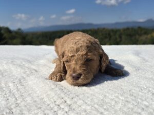 Pink Collar — apricot female standard poodle puppy at Poodles of Piedmont in Morganton, NC