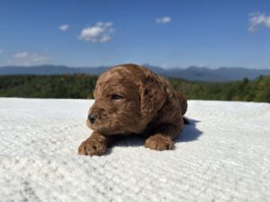 Red Collar — red female standard poodle puppy at Poodles of Piedmont in Morganton, NC
