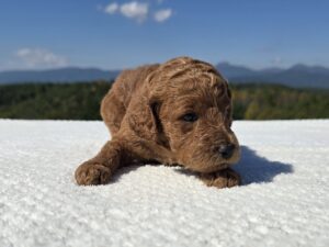 White Collar — red female standard poodle puppy at Poodles of Piedmont in Morganton, NC